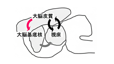 図　欠神発作の発症機構（赤矢印の機能低下により黒矢印が駆動され発作がおこる）