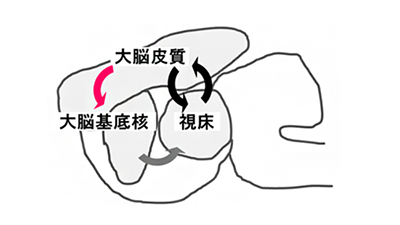 図 欠神発作の発症機構(赤矢印の機能低下により黒矢印が駆動され発作がおこる)